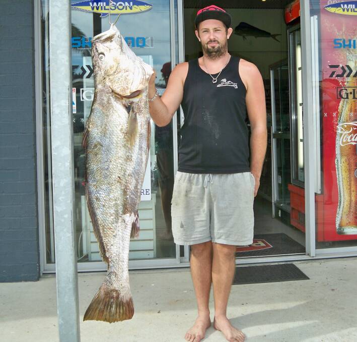 Cory Lester scored this 19.76kg mulloway from the Hastings on a live herring.
