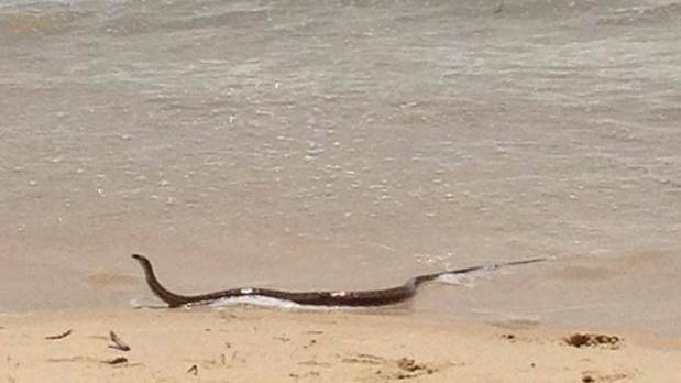 A snake spotted emerging from the water at Rainbow Beach last year.