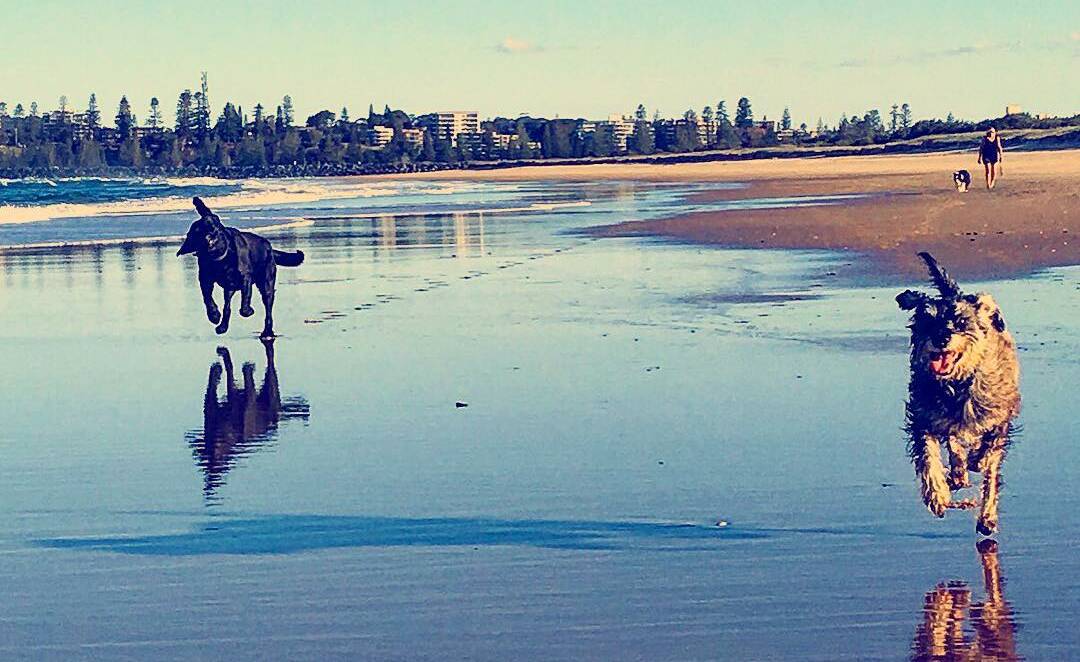 Snapped: Wild and free - it's a dog's life captured by @thecuplady.