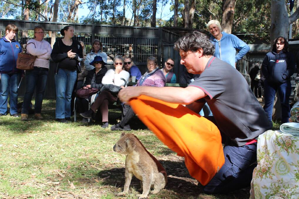 Learning: Koala hospital assistant clinical director Scott Castle demonstrates how to handle a koala requiring care to WIRES volunteers.