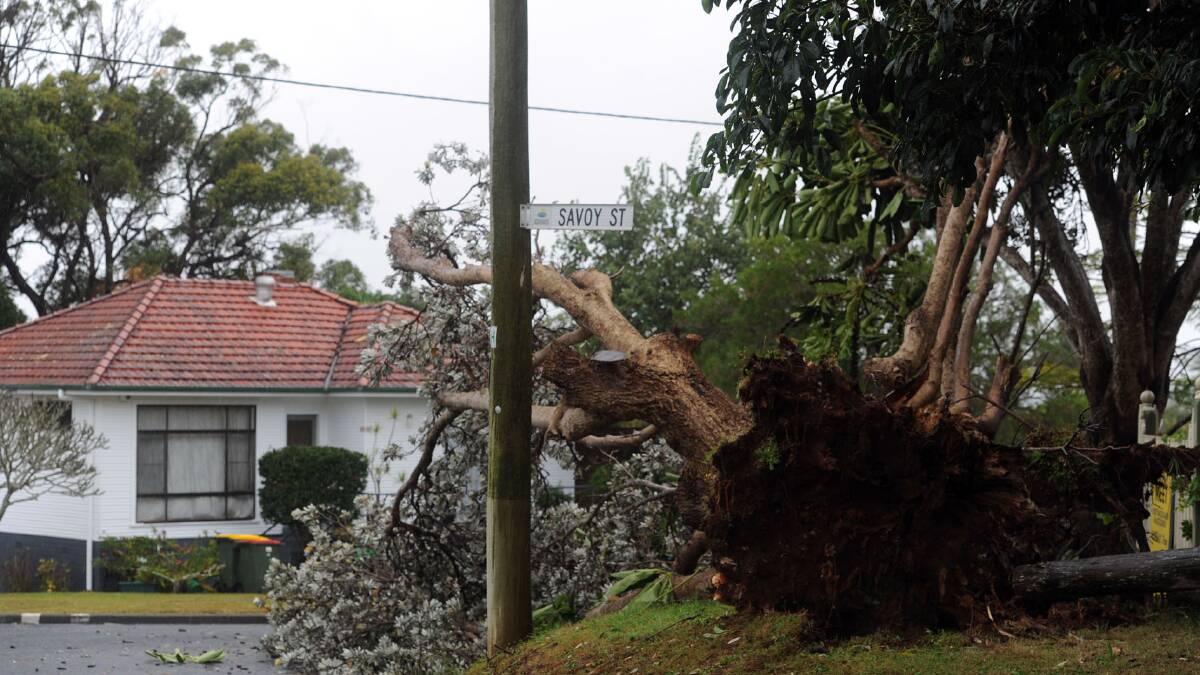 Tree down in Granite Street, Port Macquarie