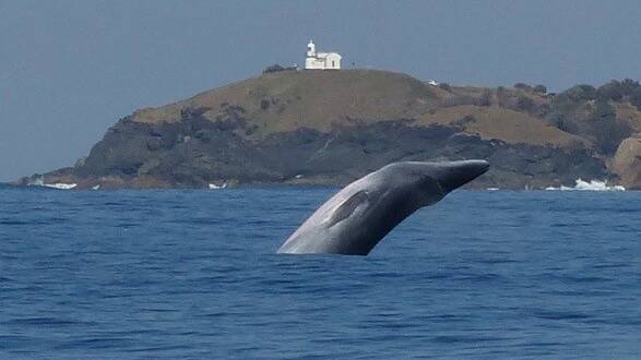 Rare moment: A Bryde's whale breaching off the coastline at Tacking Point. Photo Jean Brant.