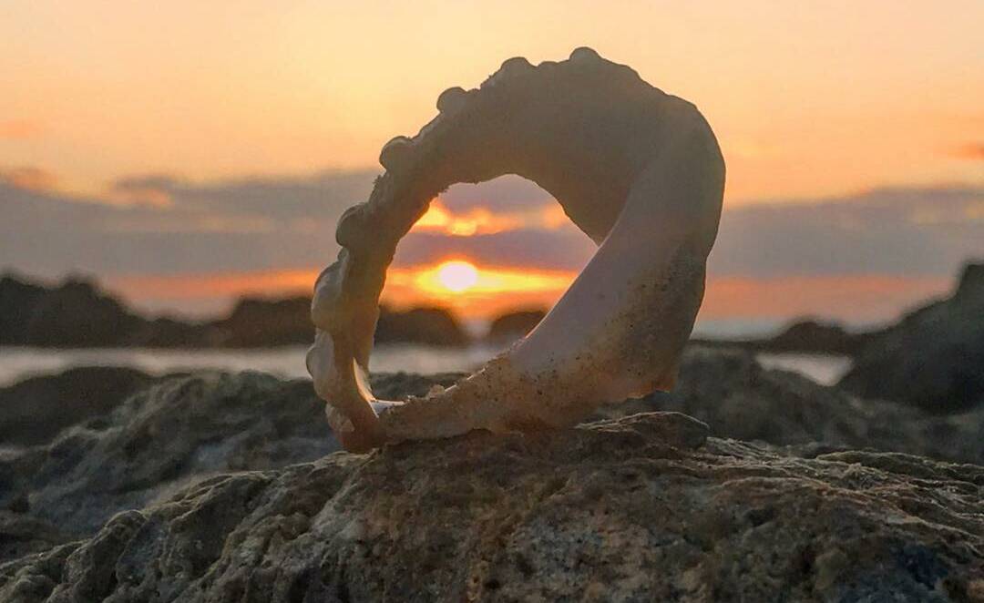 SNAPPED: Sunrise through a seashell snapped by Kathy Hodge on Instagram.