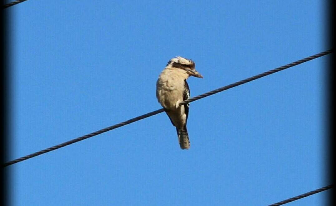 Snapped: Bird on a wire snapped by Megan Rumbel on Instagram.