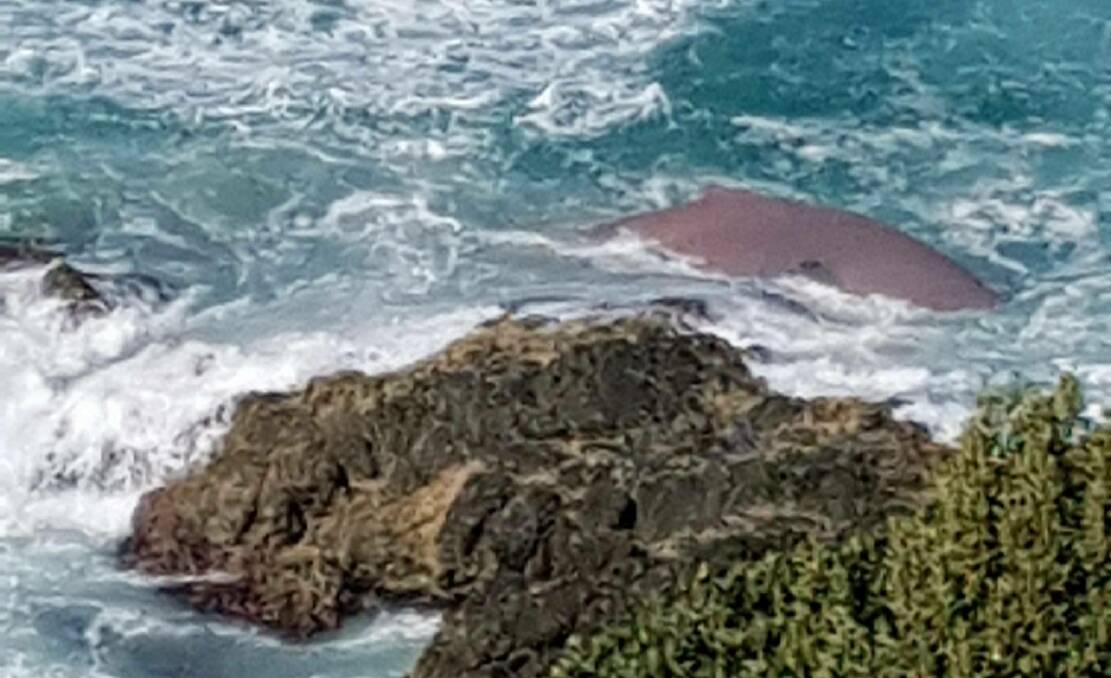 Struggling: The humpback whale has been freed from rope but struggle close to shore. Photo: Blake Studders.