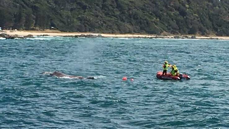 Whale dies off Nobbys Beach | video, photos