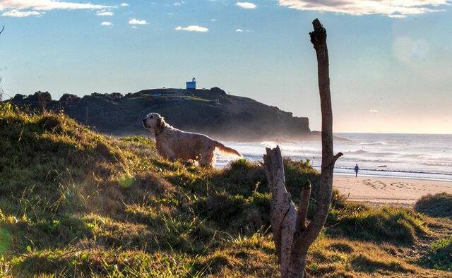 Snapped: @discoverportmacquarie - sunrise walks with man's best friend. A perfect way to start the day.