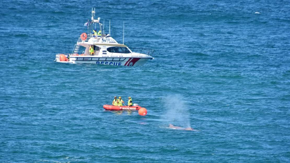 Whale dies off Nobbys Beach | video, photos