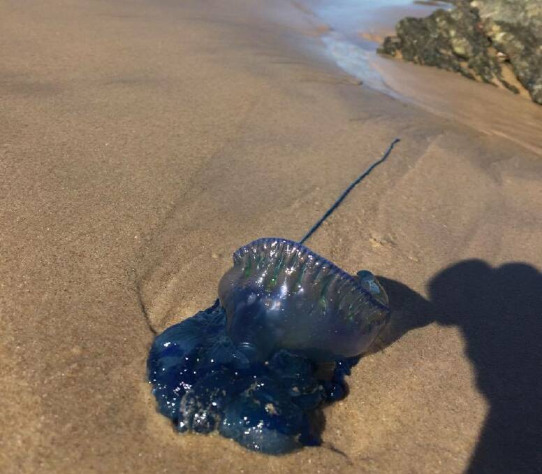 Large bluebottles washed ashore on Hastings beaches over the weekend. Photo: Linda Briede