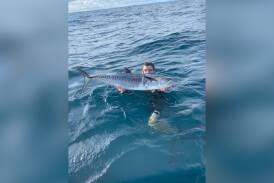 This week's angler is Blair Carroll. He speared this impressive Spanish mackerel, all
while keeping an eye out for sharks. Picture, supplied 