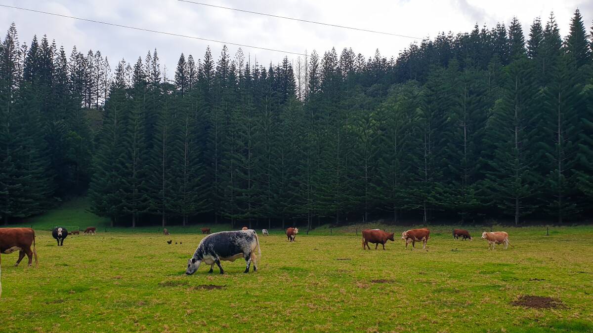 Cattle on Norfolk Island. Picture by Ruby Pascoe