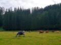 Cattle on Norfolk Island. Picture by Ruby Pascoe