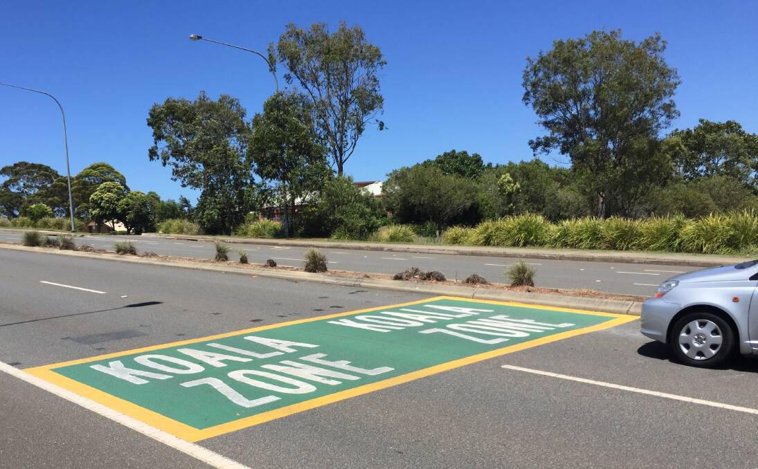 Take care: A painted koala zone message at a road strike black spot on Ocean Drive encourages drivers to keep an eye out for koalas.
