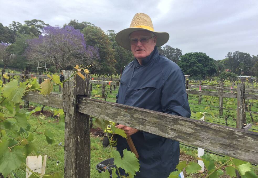Helping out: Volunteer Gerry Nagle adds lift wires to a grape vine trellis at Douglas Vale.