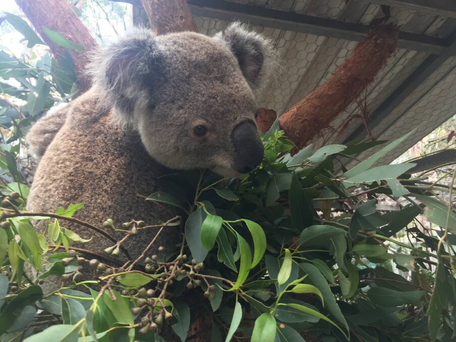 Koala in care: Pappinbarra Adrian is doing well after being rescued from Pappinbarra.