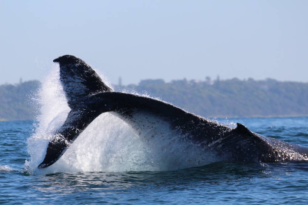 Making a splash: A magnificent sight of a whale at Port Macquarie.                         Photo: JODIE?LOWE