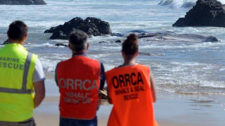 Whale carcass buried on Port Macquarie beach stirs debate