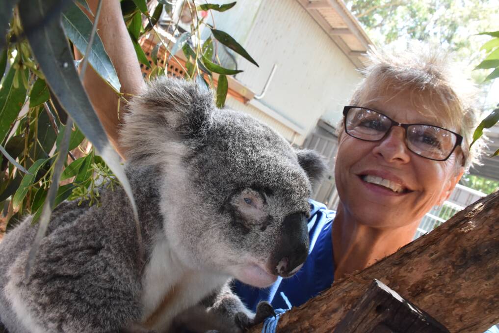 Koala conservation: Port Macquarie Koala Hospital supervisor Cheyne Flanagan with Appin Jack.