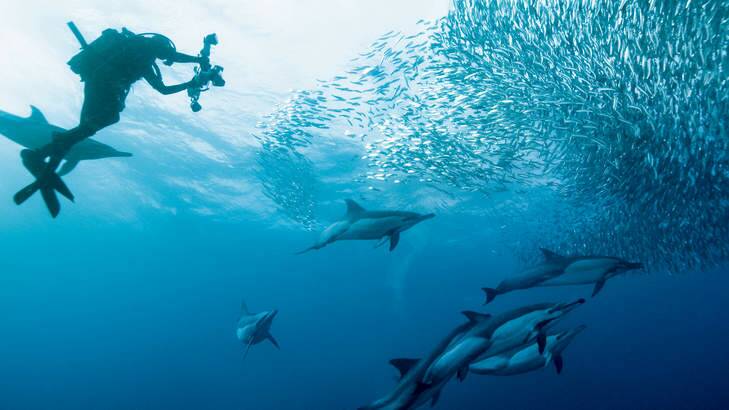 Leap of faith: scuba diving.