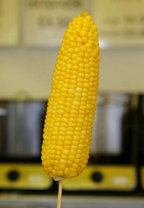 Corn on a cob. Photo: Chris Hyde