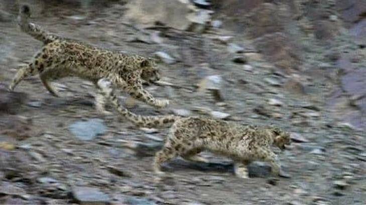 Planet Earth II: A critical scene when a mother snow leopard tries to escape an aggressive male, looking to mate with her. Photo: BBC screen shot