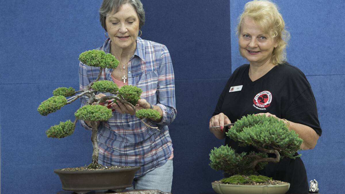 Fine art: Di Pevy and Sue Strudwick have been practicing bonsai for two years.