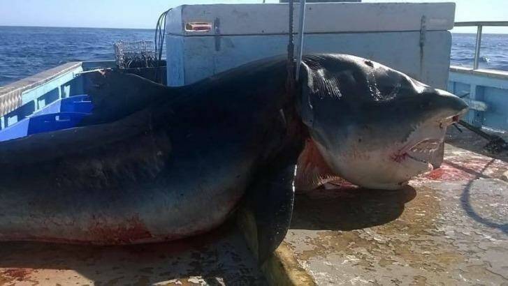 A gigantic, four-metre tiger shark, shown in Facebook photos, was reportedly caught off Nine Mile Beach, on the Tweed Coast, in the past few days.  Photo: Facebook