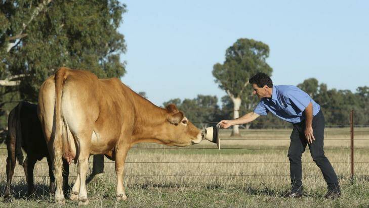 Celest the Limousin beef cow with owner Leon Martin. Photo: Elenor Tedenborg