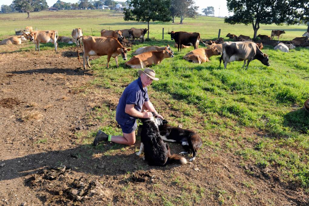 Support out farmers: Mid North Coast farmer Ian Lindsay is one of the many Australian Farmers who would benefit from a boost in local milk product sales. Photo: Matt Attard