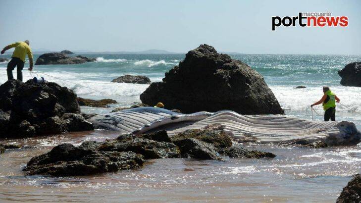 Whale carcass buried on Port Macquarie beach stirs debate