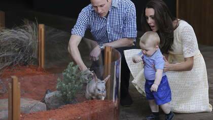 Prince William, Duke of Cambridge (left) and Catherine, Duchess of
Cambridge (right) introduce their son Prince George to a Bilbiy named
'George' after him at Taronga Zoo's Bilby Enclosure, in Sydney during
their Royal Tour of Australia. 20th April, 2014. Photo: Kate Geraghty