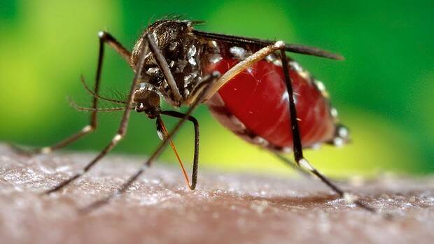 Mosquito infection danger heightened