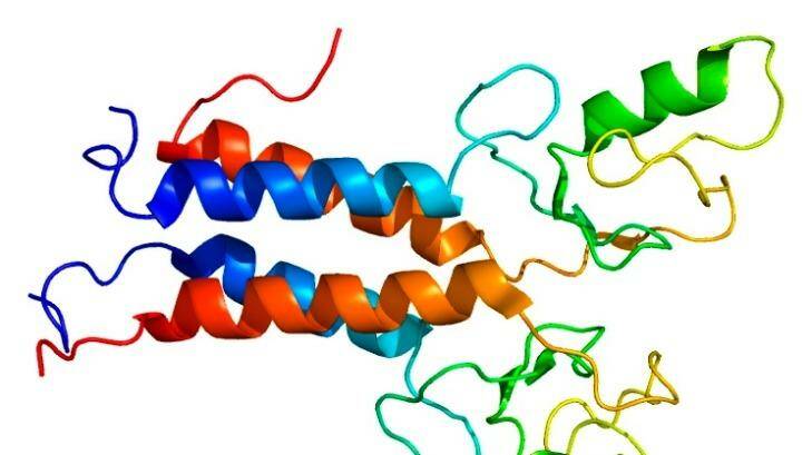The structure of the protein produced by the so-called "breast cancer gene", BRCA1.  Photo: Supplied