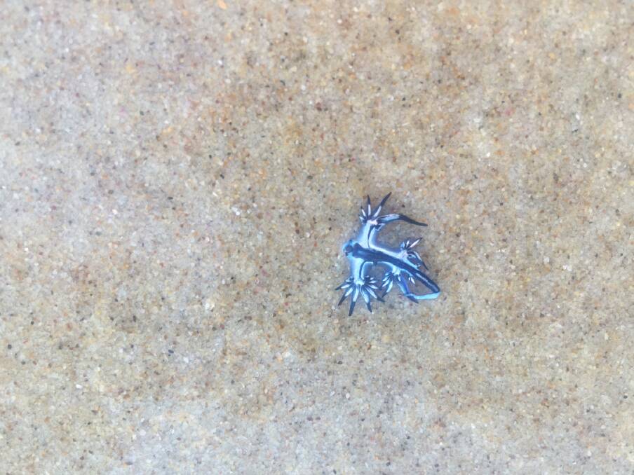 Keep your distance: this blue angel slug, photographed by Zac Carney at Lighthouse Beach on Wednesday, packs a highly powerful sting due to its ability to absorb the poison of bluebottles and recycle it.