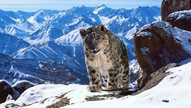 Never-before-seen visuals of the snow leopard on Planet Earth II has helped the series become one of the most talked about nature shows in recent history. Photo: BBC