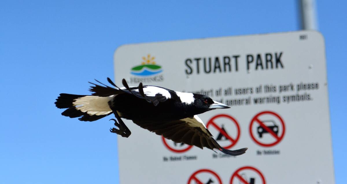 Prepare yourselves: This black-and-white menace will soon be swooping at a location near you. Photo PETER GLEESON