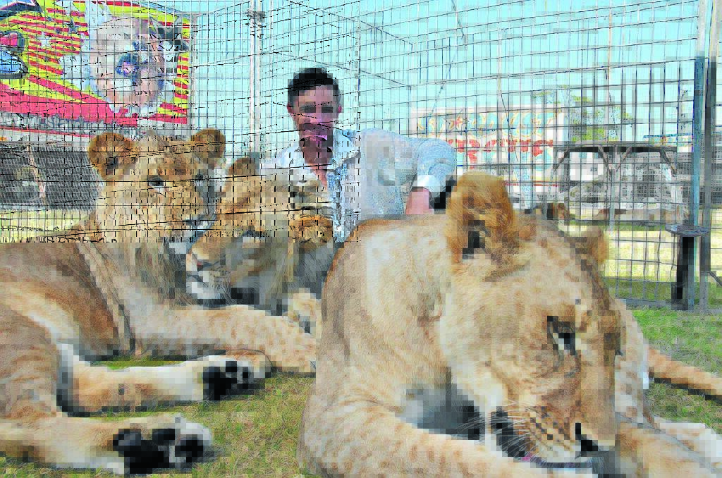 Just like big pussy cats: Lion tamer Matt Ezekial is living the dream spending his days with Stardust Circus' 150 kilogram babies Nairobi, Zaire and Massai.