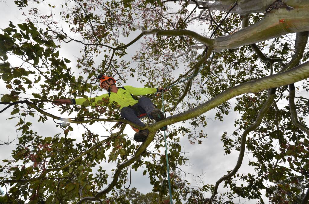 Aborist Joel Green from Woodvale Tree Services in training for the Mid North Coast Arbor Weekend and Tree Climbing Competition this weekend.
