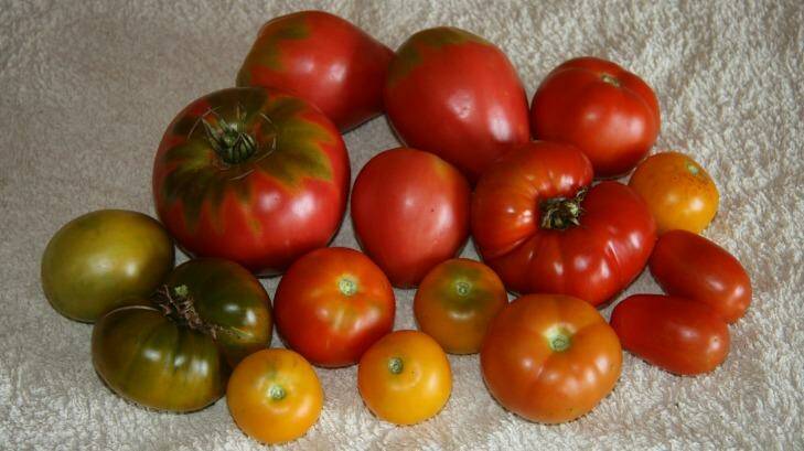 A selection of home grown tomatos. 