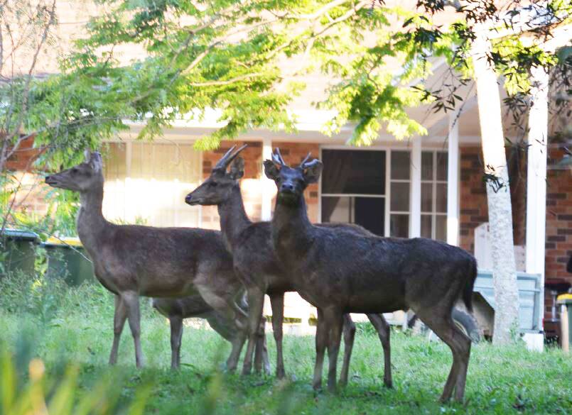 Deer dangerous: Wild deer have been known to cause damage to gardens and crops.