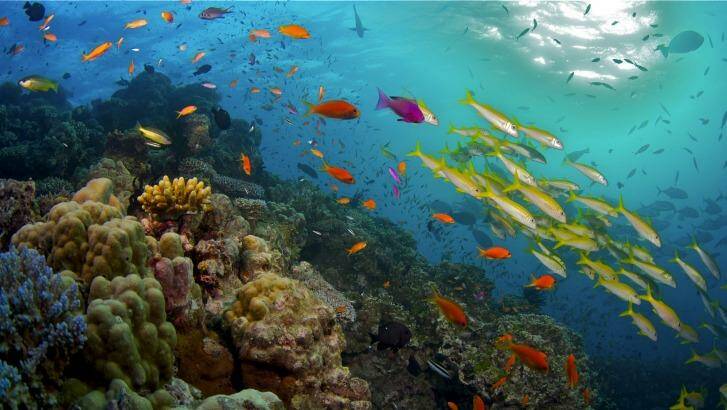 The Great Barrier Reef: Not in danger, according to UNESCO.
