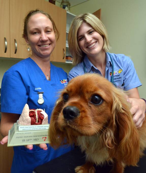Take preventative steps: Veterinary nurse Amie Oliver and veterinarian Adriarne Heaton have taken their rare recent diagnosis to explain to this furry young friend and others how heartworm can be avoided.