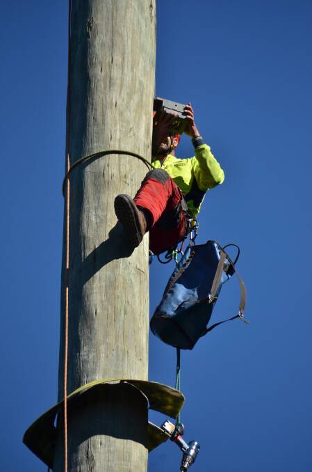 Expert in action: Joel Green from Woodvale Tree Services removes one of the camera from a pole near the Oxley Highway.