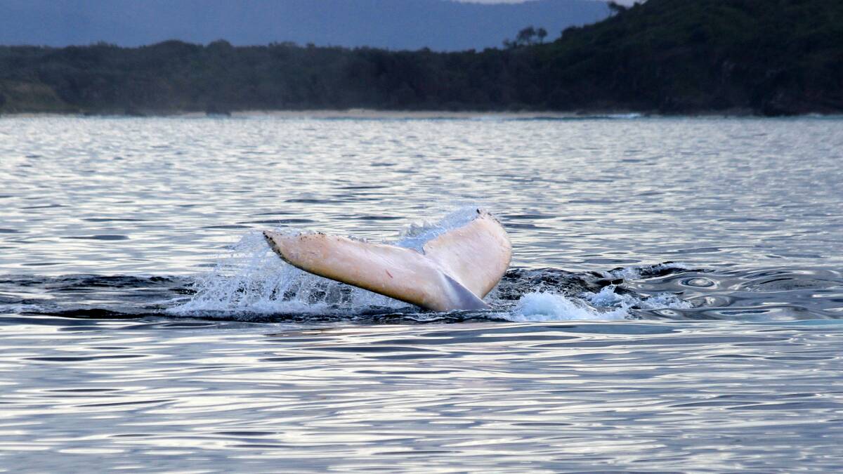 MIGALOO, one of the world’s rarest and most spectacular whales, has shared his magic with Port Macquarie. 
