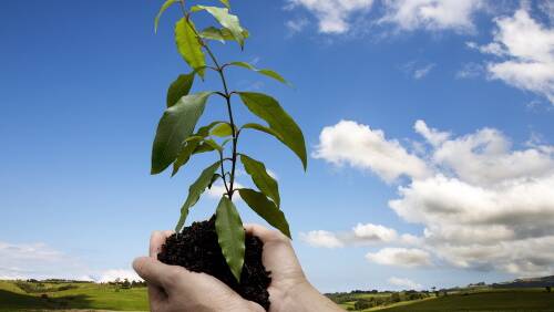 Go green and plant a tree on Sunday