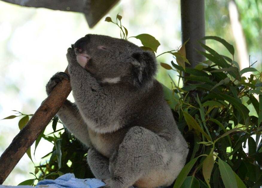 Farewell: Port Macquarie's iconic koala, Barry, is now watching over the Hastings from the comfort of the "great eucalyptus tree in the sky".