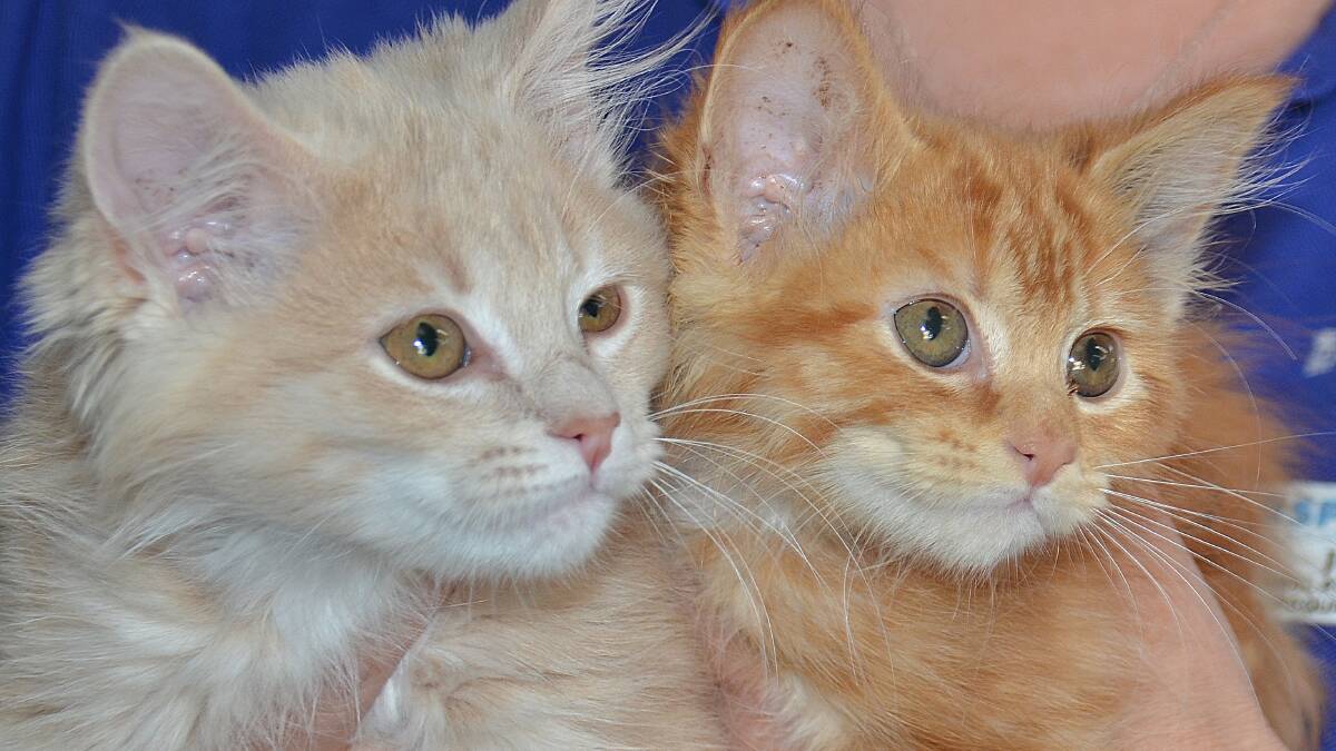 Plenty of cuddles: a selection of kittens on offer
