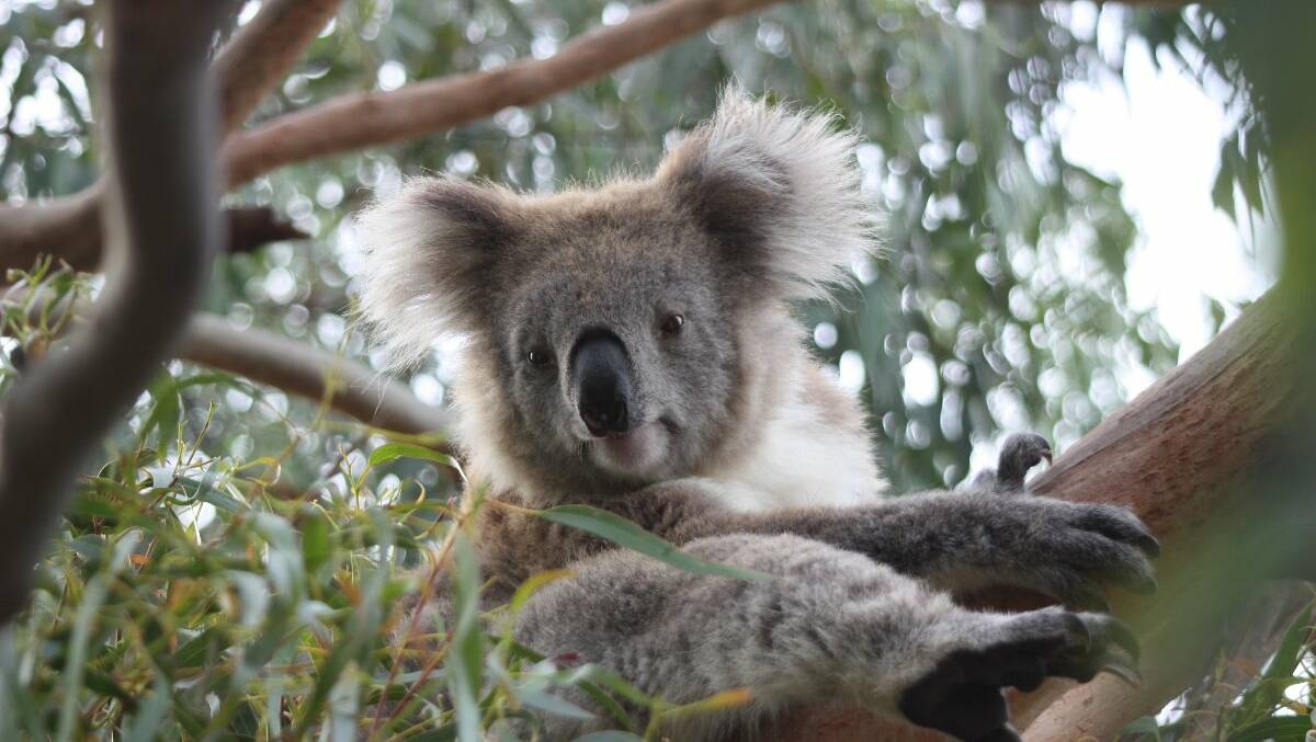 It's open day at the Koala Hospital from 9am until 2pm on .