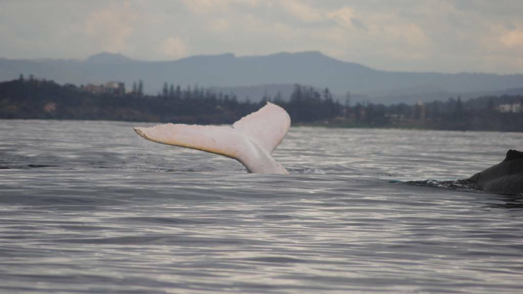 <div class="caption">
		<center>	<h4><a href="http://www.portnews.com.au/story/2367791/white-whale-migaloo-drops-in-for-a-visit/">PHOTOS: Migaloo the white whale drops in for a visit
</a></h4>		
			</div>
</center>