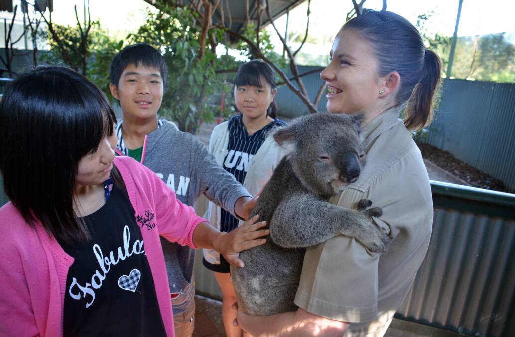 Amazing experience:Japanese students Shiori Nagasaka, Ryoma Nakane and Yuriko Iwakawa pat a koala for the first time at the Billabong Koala and Wildlife Park. Pic: NIGEL McNEIL